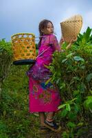 un vietnamita niña es en pie en el medio de un té jardín mientras que lleva un bambú cesta y participación un bambú sombrero foto