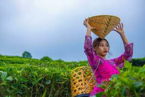 a tea garden farmer posing among the tea leaves while holding a hat and bamboo basket photo