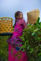 un vietnamita niña es en pie en el medio de un té jardín mientras que lleva un bambú cesta y participación un bambú sombrero foto