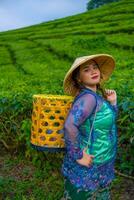 an Asian teenager is learning to carry a bamboo basket while in the middle of a tea garden photo