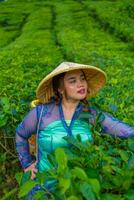 an Asian teenager is learning to carry a bamboo basket while in the middle of a tea garden photo