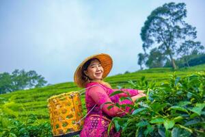 a tea leaf farmer is harvesting tea leaves while wearing a bamboo basket and hat in the middle of a tea plantation photo