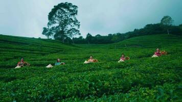een groep van thee blad plukkers zijn nemen een breken terwijl gevoel de vers bries in de midden- van de thee tuin video