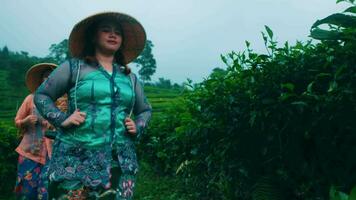 ein Gruppe von Tee Garten Bauern wurden Gehen Zuhause Nieder das Tee Berge nach Fertigstellung Pflanzen Tee Blätter video