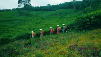 un grupo de té jardín agricultores fueron caminando hogar abajo el té montañas después refinamiento plantando té hojas video