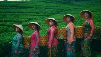 a group of tea garden farmers are resting after finishing work in the middle of a stretch of tea garden video