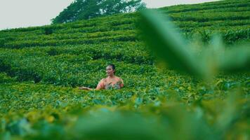 un té cosecha mujer es jugando en el medio de un verde té jardín muy alegremente video