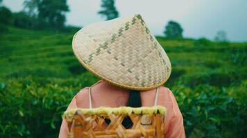 une thé jardin agriculteur est en train de préparer à travail cueillette thé feuilles video