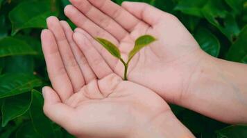 zwei Hände halten Grün Tee Blatt Saat im das Palmen während das Pflanzen Prozess im ein Tee Garten video