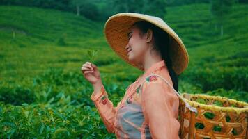 a tea picking farmer holding a tea leaf in his hand in the middle of a tea garden video