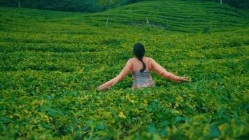 un té cosecha mujer es jugando en el medio de un verde té jardín muy alegremente video