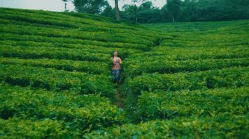 un té cosecha mujer es jugando en el medio de un verde té jardín muy alegremente video