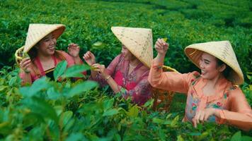 un' gruppo di tè giardino agricoltori raccolta tè le foglie mentre chat con loro amici video