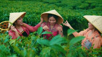 a group of tea garden farmers picking tea leaves while chatting with their friends video