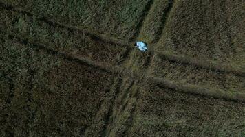 an aerial view of a woman in a field video