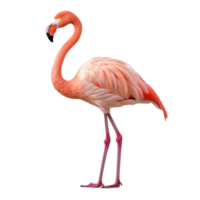 rosa Flamingo isoliert png