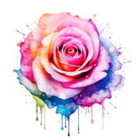 Watercolor rose flower isolated png