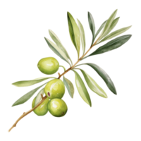 Olive branch isolated png