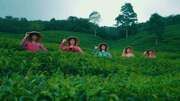 un grupo de té jardín agricultores en pie en el medio de un cama de té hojas mientras vistiendo bambú sombreros video