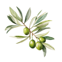 Olive branch isolated png