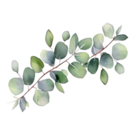 Watercolor eucalyptus branch isolated png