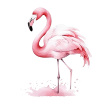 aguarela Rosa flamingo isolado png