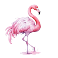 Watercolor pink flamingo isolated png