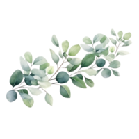 Watercolor eucalyptus branch isolated png