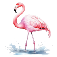 Watercolor pink flamingo isolated png