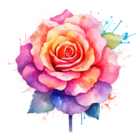 Watercolor rose flower isolated png