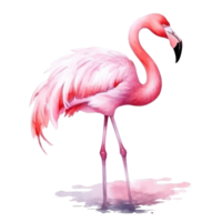 aguarela Rosa flamingo isolado png