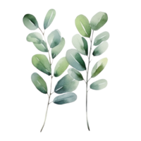 aquarelle eucalyptus branche isolé png