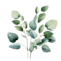 Watercolor eucalyptus branch isolated png