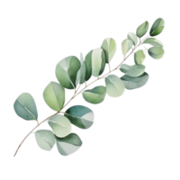 aquarelle eucalyptus branche isolé png