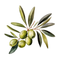 Olive branch isolated png