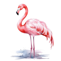 aguarela Rosa flamingo isolado png