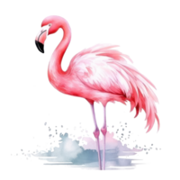 vattenfärg rosa flamingo isolerat png