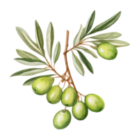 Olive branch isolated png