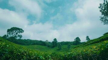 terraced tea garden full of green leaves and a clear sky on a mountain video