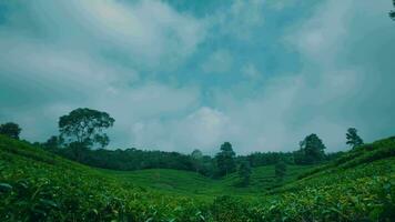 terraced tea garden full of green leaves and a clear sky on a mountain video