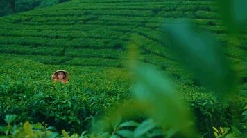 a tea garden farmer is planting tea leaf seeds in the middle of a green tea plantation area video