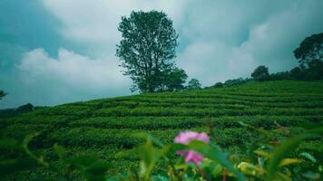 terrazzato tè giardino pieno di verde le foglie e un' chiaro cielo su un' montagna video