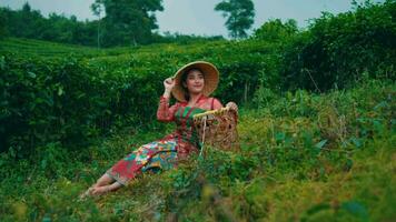 a group of tea leaf pickers are looking for friends in a very large tea garden video