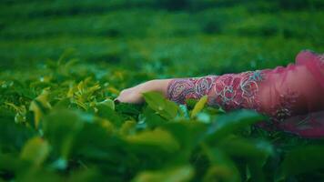 hand detalj av en kvinna plockning grön te löv i en te trädgård video