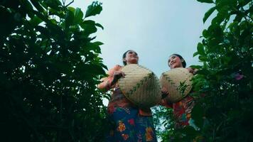 un asiatique femme permanent dans de face de une thé jardin tandis que portant une traditionnel chapeau video