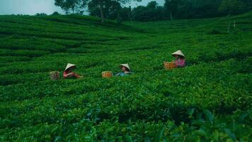 a group of Asian women are picking tea leaves with their friends very cheerfully video