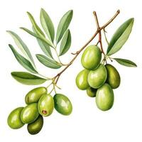 Olive branch isolated photo