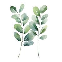 Watercolor eucalyptus branch isolated photo