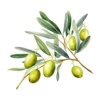 Olive branch isolated photo