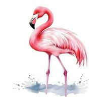Watercolor pink flamingo isolated photo